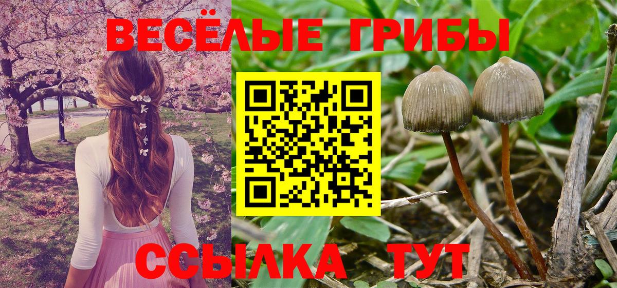 Галлюциногенные грибы MAGIC MUSHROOMS  Вход с VPN  Хасавюрт 